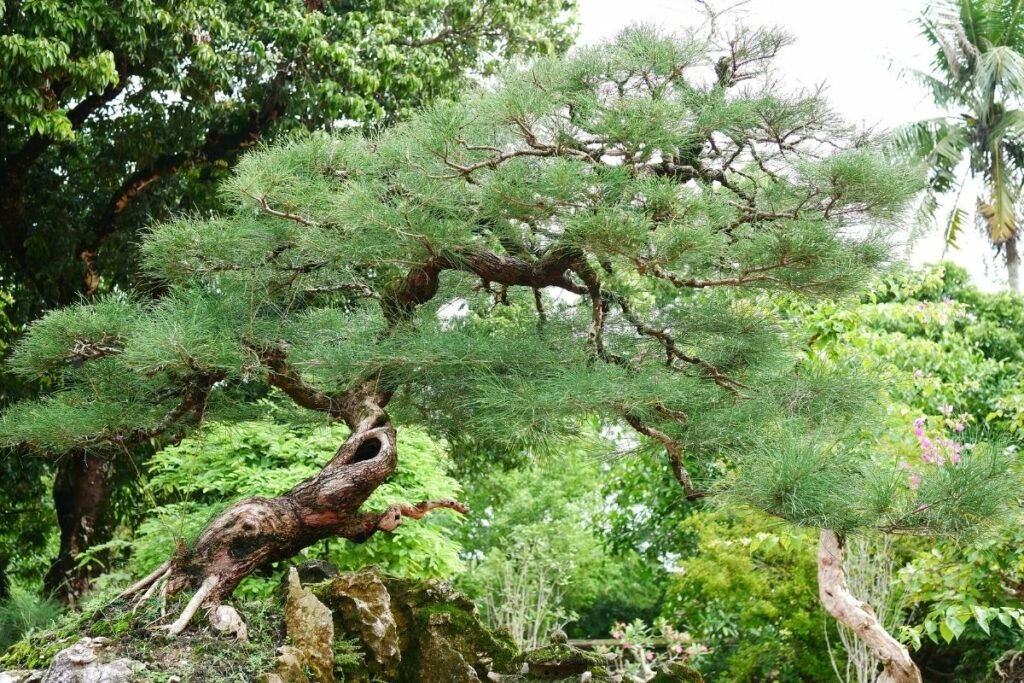 How Big Can A Bonsai Tree Get