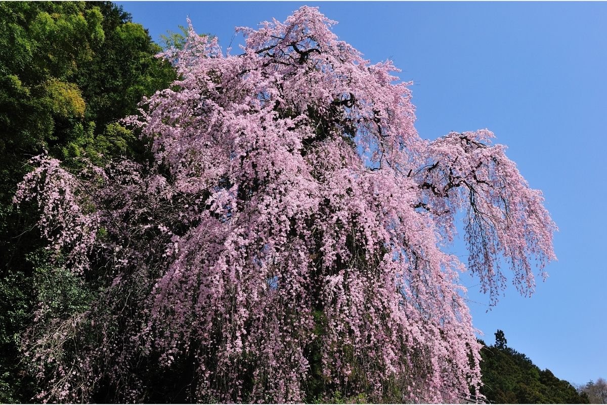 Weeping Cherry Trees