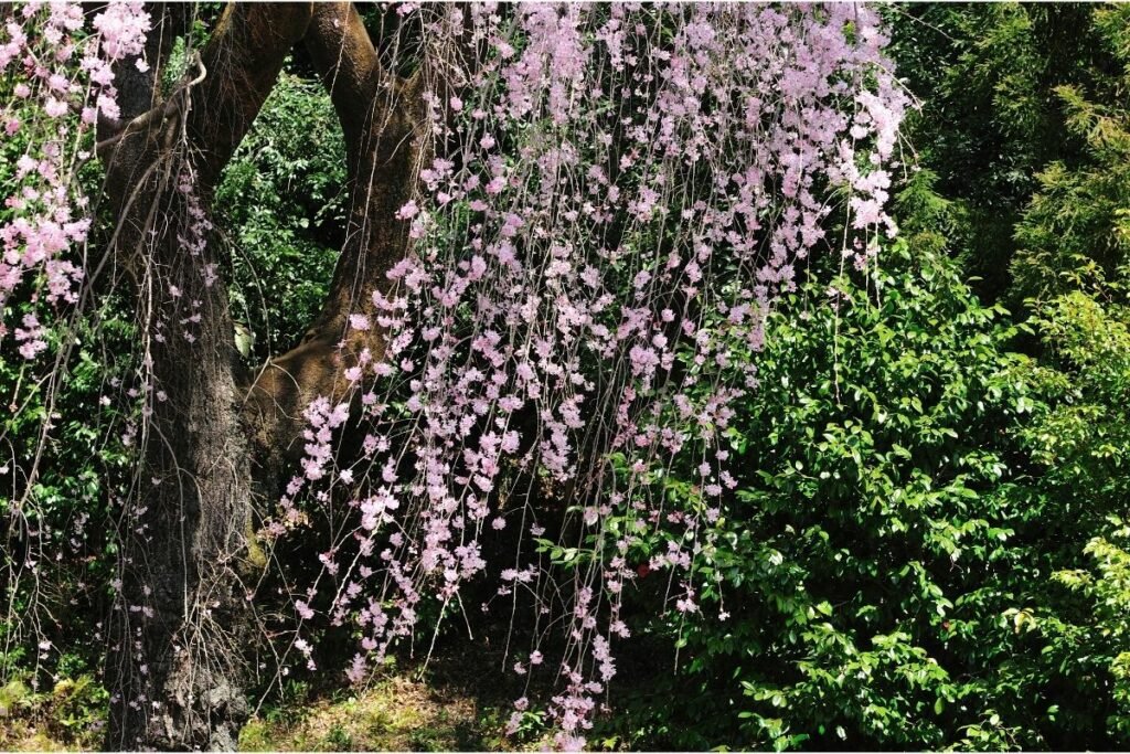 Weeping Cherry Trees