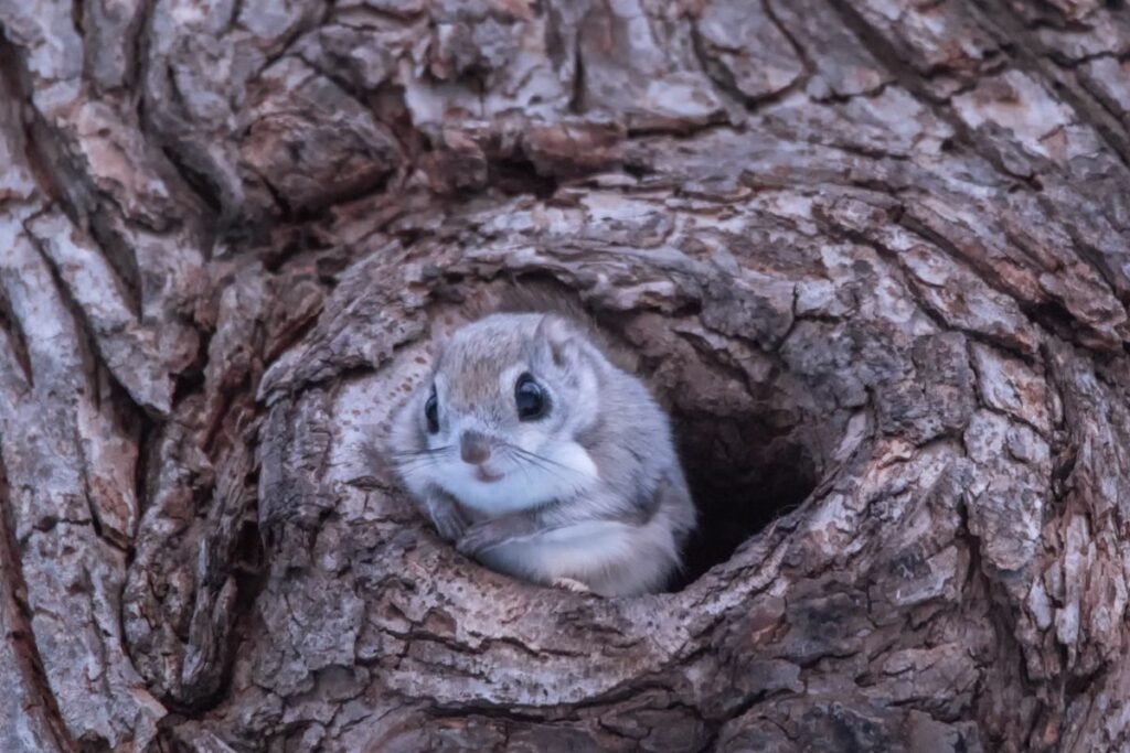 Are There Squirrels In Japan?