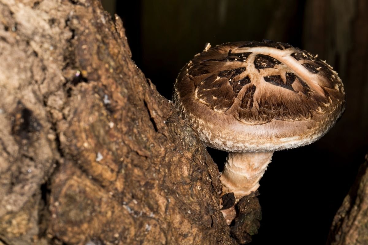 Can You Eat Raw Shiitake Mushrooms?