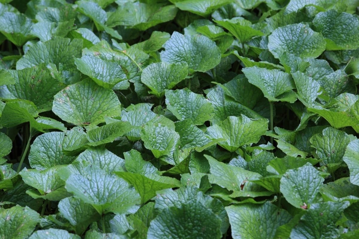 Growing Wasabi