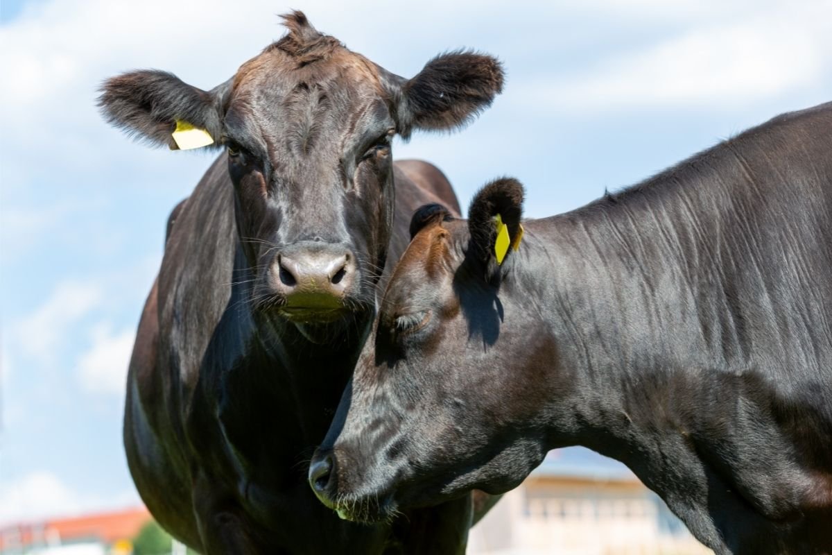 How Is Wagyu Beef Raised