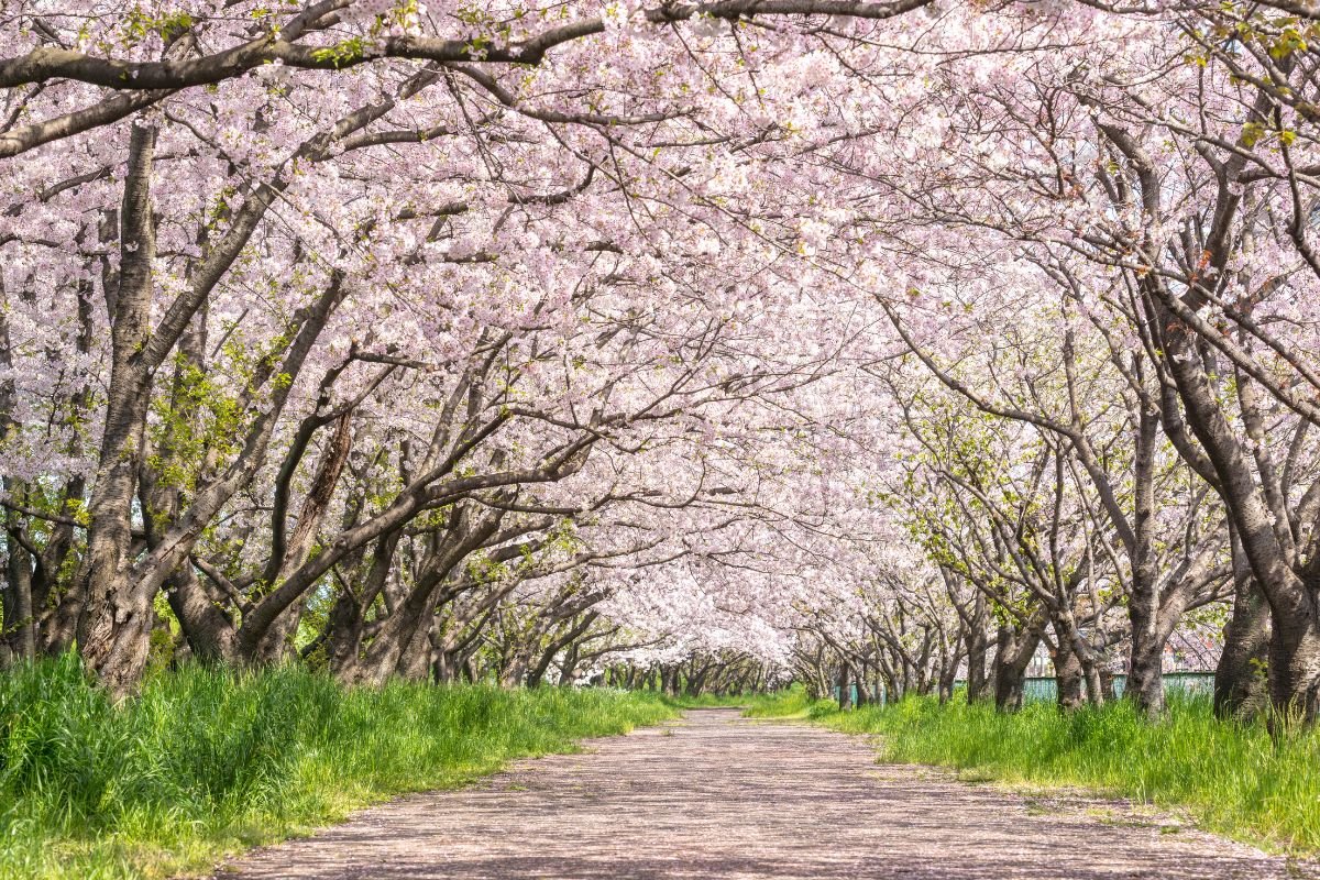 Best Time To Visit Japan For Cherry Blossoms