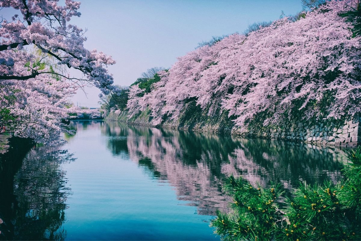 Best Time To Visit Japan For Cherry Blossoms