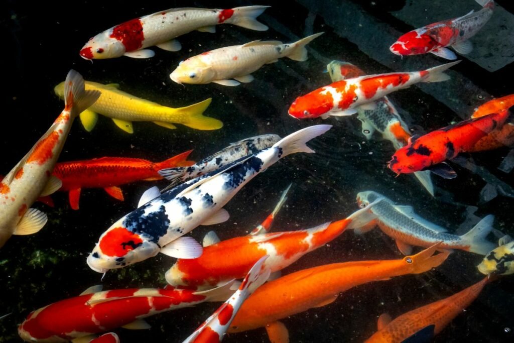 Japan’s National Fish Koi