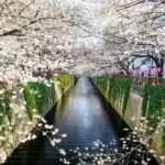 When Is Spring In Japan