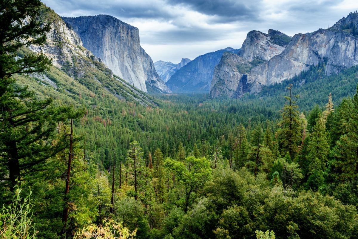 10 Beautiful Japanese Forests To Visit