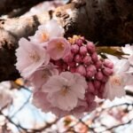 15 Japanese Flower Favorites And Their Meanings