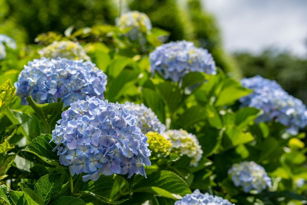 Ajisai (Japanese Hydrangea)