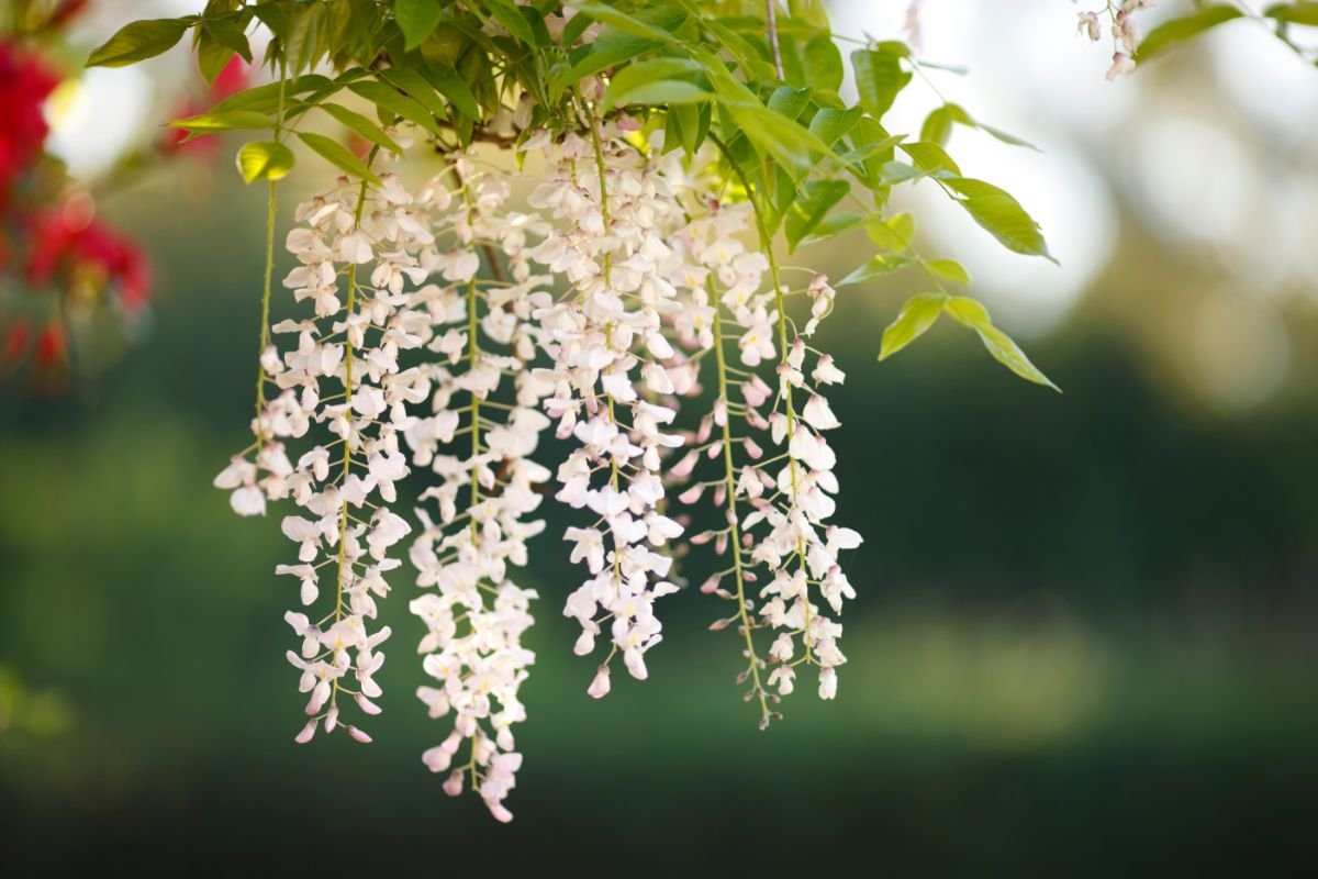 Fuji (Wisteria)