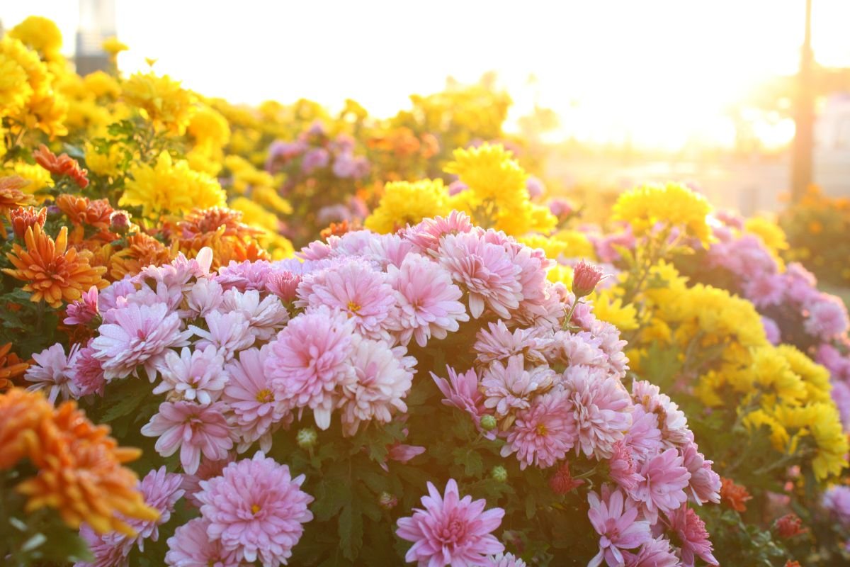 Kiku (Chrysanthemum)