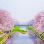 Sakura What Does It Really Mean In Japanese