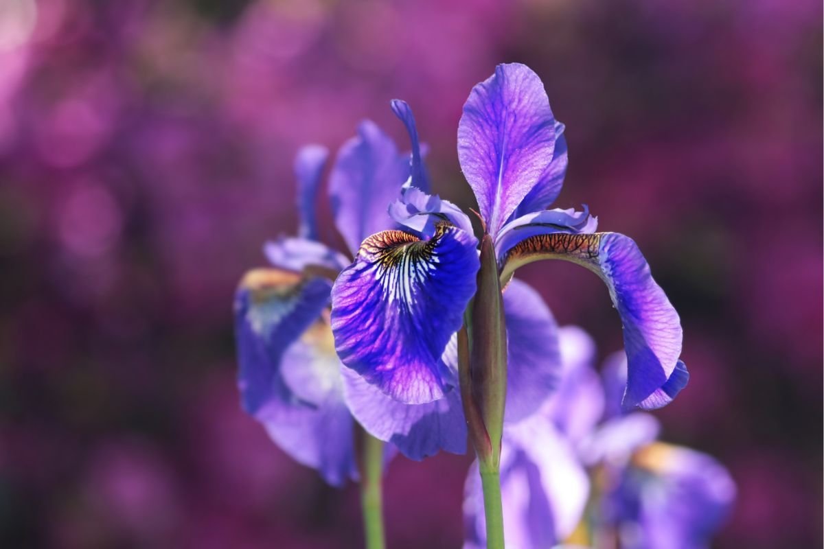 Shobu (Iris) 