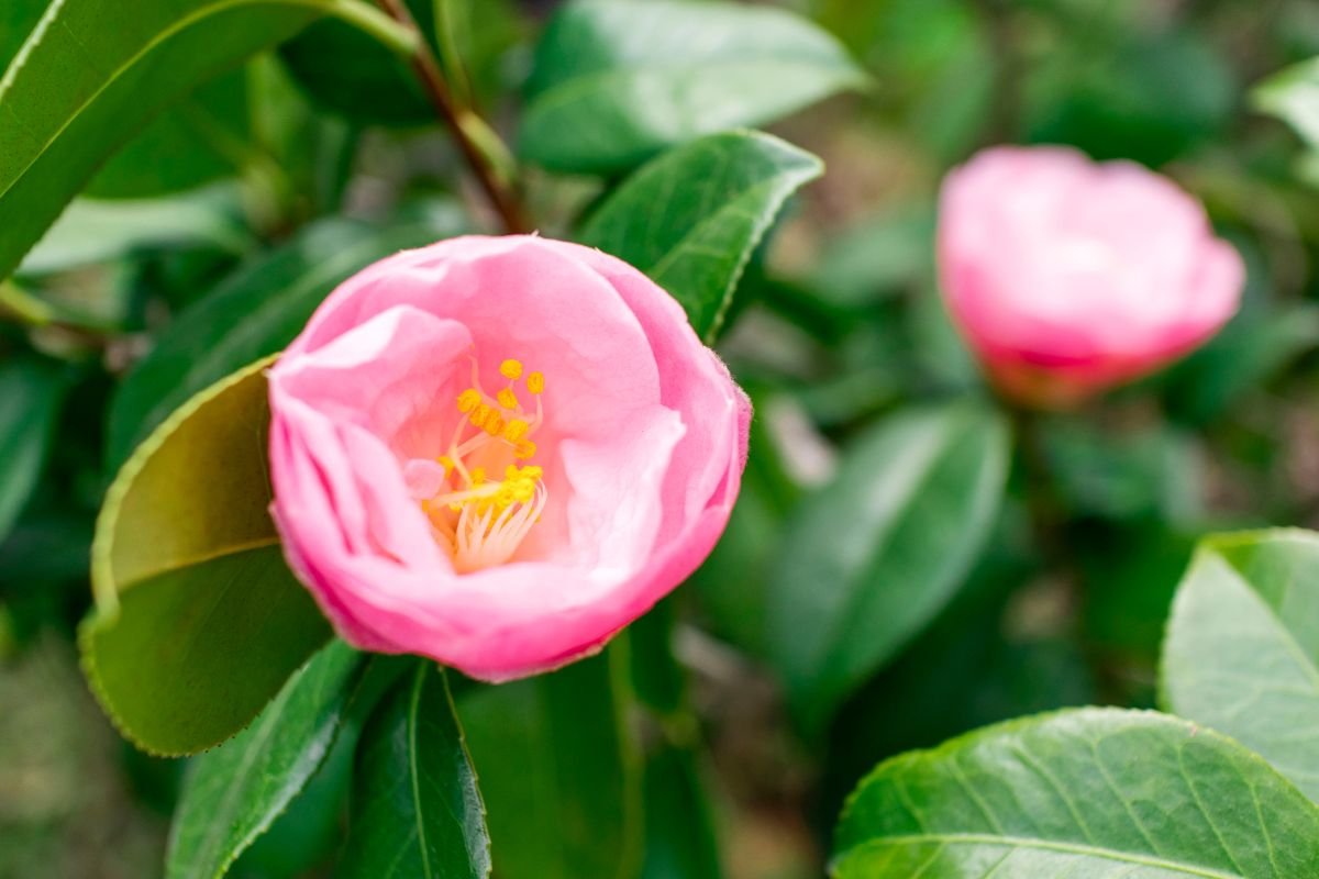 The Cutest Japanese Flower Names For Girls With Meaning