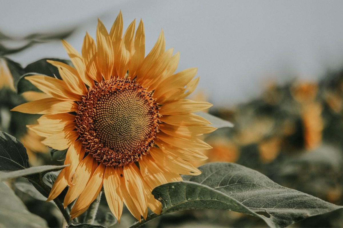 The Cutest Japanese Flower Names For Girls With Meaning