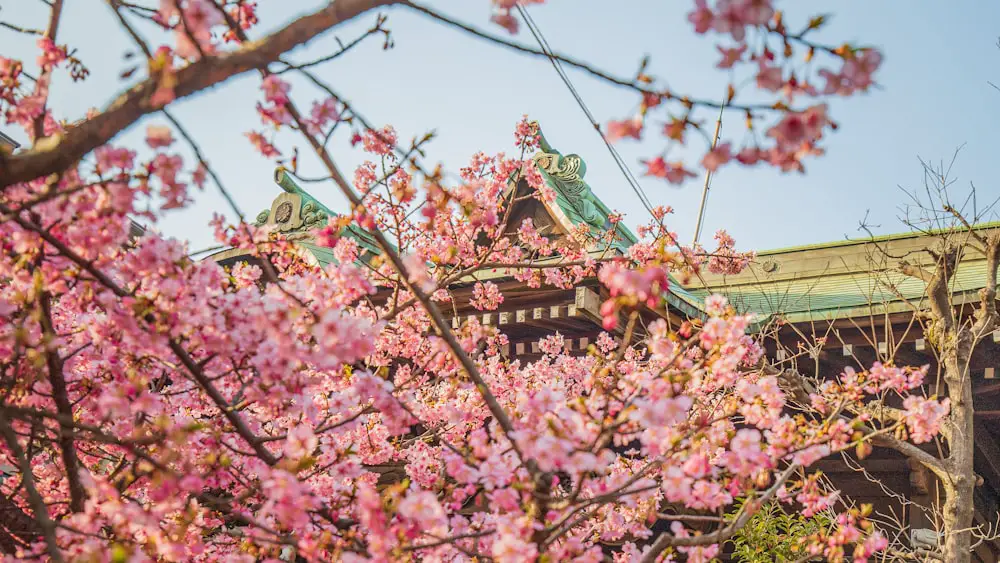 a tree with pink flowers in front of a building