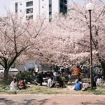 What Is Hanami? Guide to Cherry Blossom Viewing in Japan